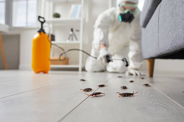 Post-Treatment Bed Bug Interceptor Monitoring in Kenedy